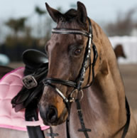 Pony hoofdstel